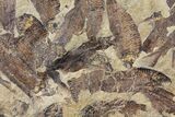 Fossil Fish (Gosiutichthys) Mortality Plate - Lake Gosiute #130060-5